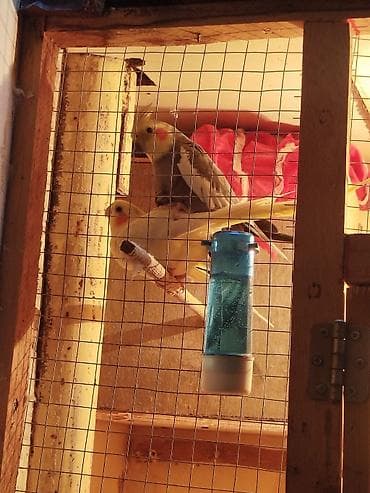 kirpi ne yeyir: Korella papuqay tutuquşu cüt yuvani 2 gundu taxmisam girib yatirlar — 1