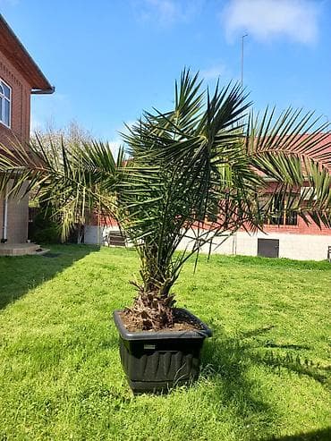 aksesuar qabi: Xurma (xurma-palması) – iri qara plastik vannada konteynerdə — 3