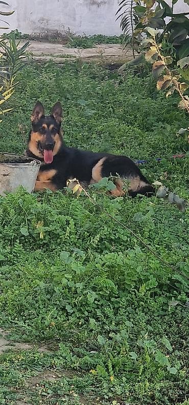 qurdbasar itləri: Temiz qan Alman ovçarkasi 1 yaş dişi.vaksinləri olunub.passportuda — 1