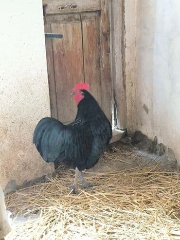 Əsl damazlıq xoruz satılır 🐓 tam sağlam aktiv iri xoruzdur 1 yaşı var