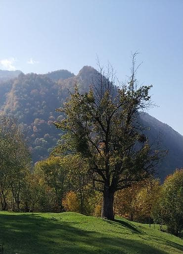 20 ci sahede kiraye ev: Dağ mənzərəli bağ sahəsi – yaşıllıq içində sakit məkan - Geniş — 3