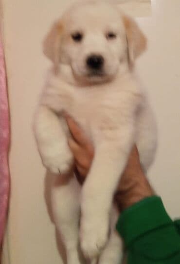 объявление о продаже собаки: 28 gunluk volkadaf satilir tecili erkekdi pul lazimdi ona gore satiram — 2