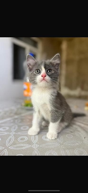 Yaxşı əllərə