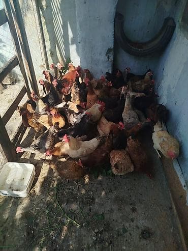 Toyuq, Yumurtalıq lalafo.az -da Toyuq, Yumurtalıq