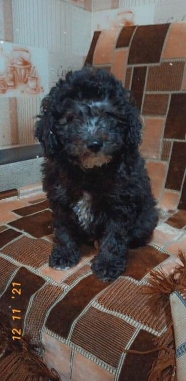 itlerin sekisi: Pudel — 3