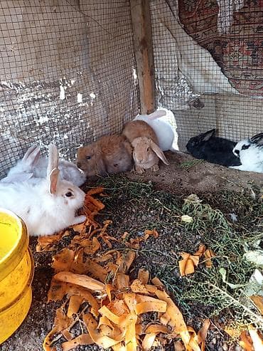 pekines satisi: Salam dovşanların hamsı satılır tam sağlam dılar heçbir xəsdəliyi — 3