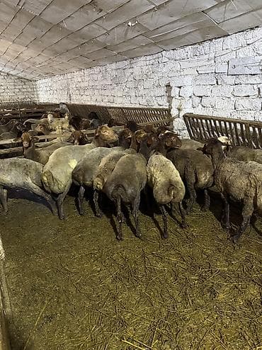 diri quzu: Quzu, Erkək, ay: 5, 35 kq, Ətlik, Ünvandan götürmə — 3