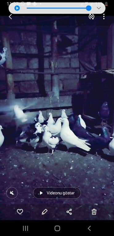 Subaru: Qüvvətli uçuş və dekorativ görünüşə malik göyərçinlər dəsti - Növ — 2