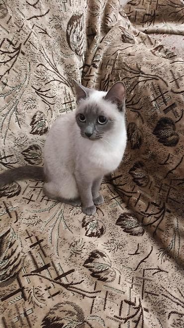 Dişi, Yaxşı əllərə, Ünvandan götürmə