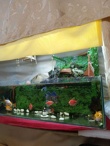 аквариум без рыб: Akvarium komplekti – dekorativ şəlaləli - Şüşə akvarium: uzunsov — 1