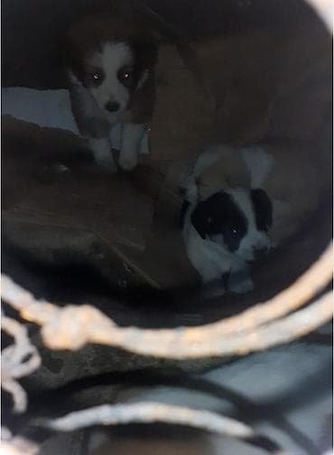 cau cau iti: Zvonok, 3 ay, Peyvəndli — 2