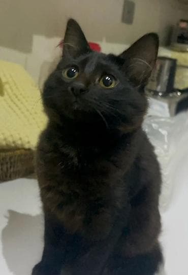 pişik etibarlı əllərə verilir: Dişi, Yaxşı əllərə — 3