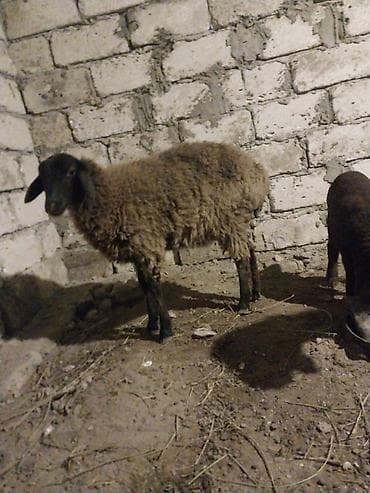 Quşlar: 5 ayliq dişi quzu. 23.5 kq dır. arpa yonca ile saxlanılan heyvandır — 2