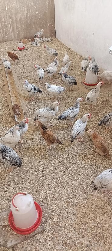 rahibə toyuqları: Toyuq, Ətlik — 3