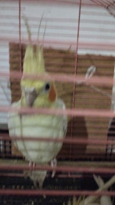 goyercin yuvasi: Məhsul: Nimfa (Cockatiel) tutuquşuları – ağ-sarı rəngli, yanaqlarda — 6