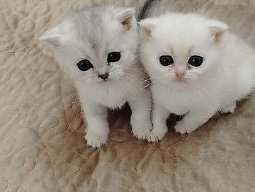 С/х животные и товары: Шотландская — 2