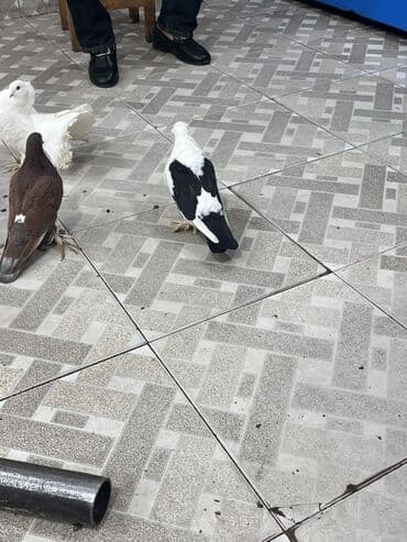 Akvarium aksessuar və ləvazimatları: Məhsul: Ev quşları – göyərçinlər Təsvir: - Rənglər: ağ-qara qarışıq — 1