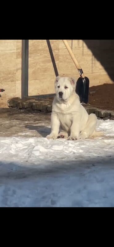 алабай в добрые руки: Алабай — 9