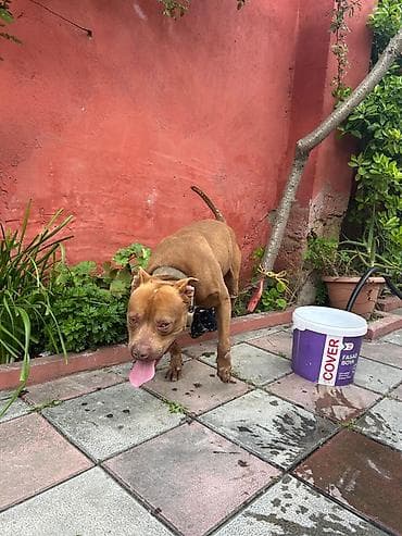 pitbul balasi qiymeti: Pitbul — 1