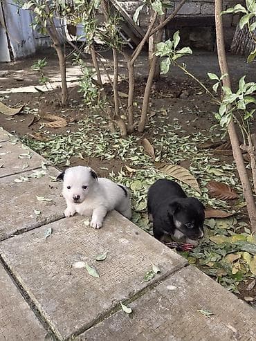 Zvonok, Erkek lalafo.az -da Zvonok, Erkek