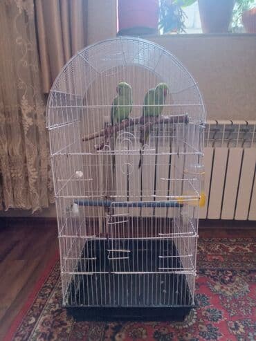 İtlər: Ojirelivi m saĝlam gozel quslardi eve buraxiram ozleri yerlerine — 2