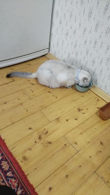 тап аз кошки: Шотландская — 6