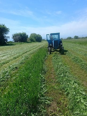 gence masinlar: Traktor Belarus (MTZ) 50, 1988 il, 80 at gücü, motor 1.2 l, İşlənmiş — 3