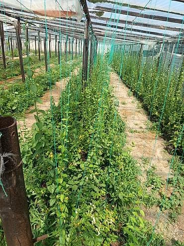 Уличные растения: Jımnı sarmaşıq var. Boyları 1.80, 2.00 m Dibçəkdədir 1 ədədinin qyməti — 2