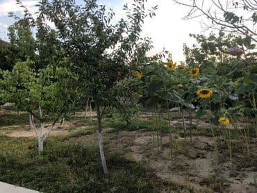 yeni evlər: 300 kv. m, 4 otaqlı, Kanalizasiya — 12