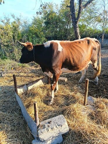 cins inekler: Südlük inək iki aylıq boğaz. Öz qapımın malıdır sağlam 4 cü qarına — 1