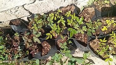 toxum gulleri: Çiçəkli dekorativ bitkilər – qapalı və açıq məkanlar üçün Məhsul — 9