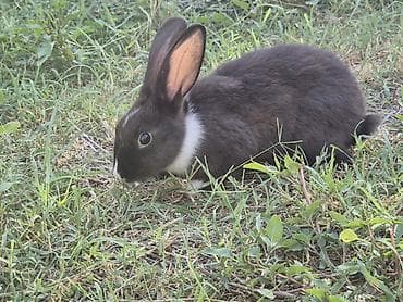 🐇 12 ədəd sağlam balaca dovşan satılır! ✔️ Sağlam və aktivdir ✔️ Ev