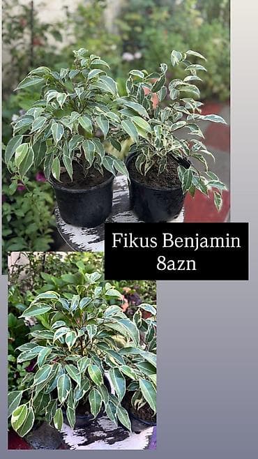 Şəkilləri çevirərək baxa bilərsiniz. Sayları məhduddur