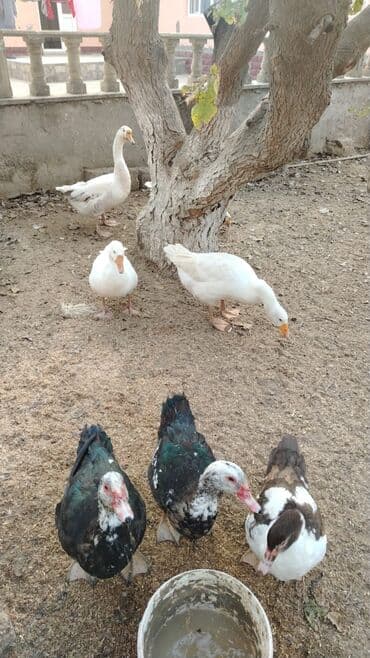 Браслеты: Qazlar ve ordekler hamisi bir yerde satilir 4 eded Linda qazlari 9 — 1