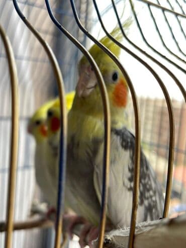 danişan quş: Salam. ENDİRİMLƏR🦜🐦 Qiymət dənə düşməmişlər 35 m başlayır — 4