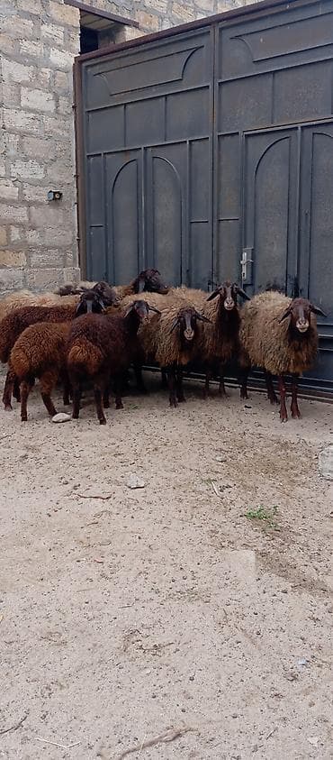 qala qoçu: Salam ünvan Bakıin maştağa kendi obşi 9 baş heyvanlar 1 baş qoçdu 1 — 1