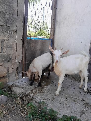 Erkək, Alpine, il: 4, Damazlıq, Ünvandan götürmə