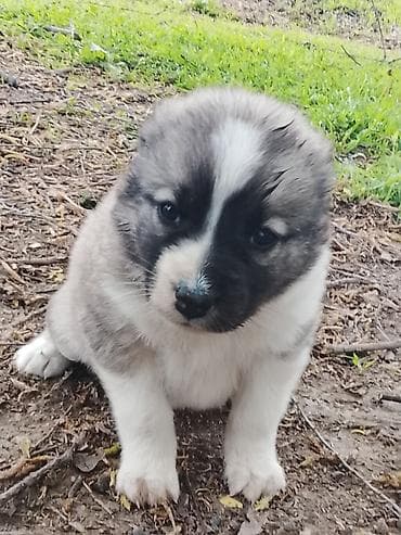 it axtarilir: Böyük it balası – 25 günlük - Cinsi: çoban balası - Rəng:Ala-Bula — 4