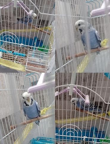 Qəfəs və dişi tutuquşu birlikdə satılır . real alıcıya endirim at lalafo.az Qəfəs və dişi tutuquşu birlikdə satılır . real alıcıya endirim