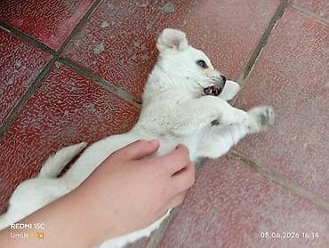 zvanok itleri: Labrador-retriver, 2 ay, Erkek, Ödənişli çatdırılma — 4