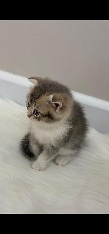 pişik oyuncaq: Scottish Fold balası - Cins: Scottish Fold (qatlanmış qulaqlar) - — 1