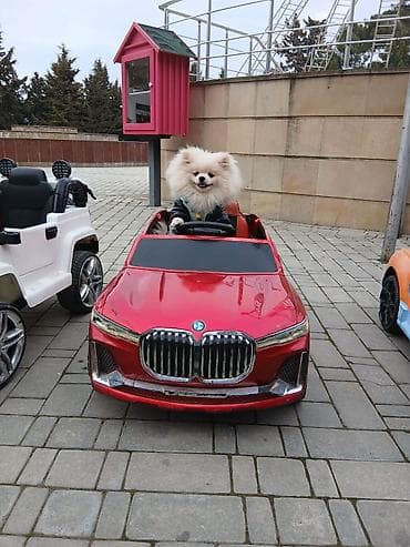 pomera: Şpitz — 2