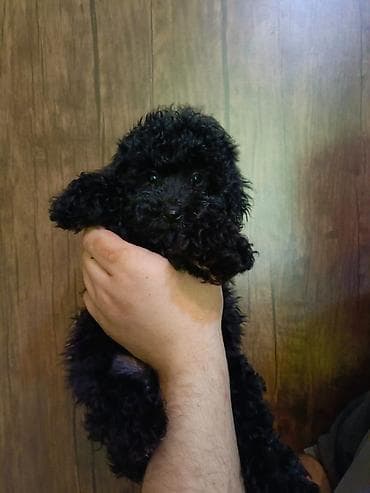 heyvanlar: Pudel, 2 ay, Erkek, Peyvəndli, Ödənişli çatdırılma — 2