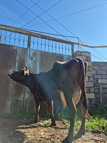 en cox sud veren inekler: 15 litir süd verir 3 qarına doğub 10 gündü doğub balası dişdi — 6