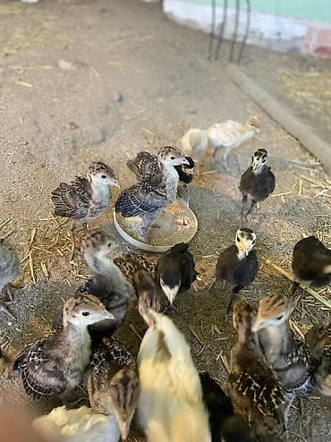 su donuzu: Məhsul: Hinduşka cücələri (pulyoçkalar) Sağlam, seçmə hinduşka — 6