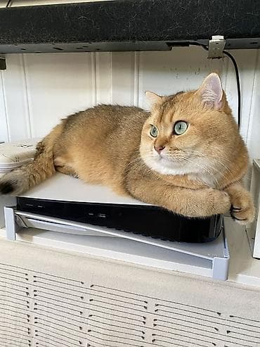 шиншилла котенок купить: Золотая шиншилла, Самец, В добрые руки, Платная доставка — 1