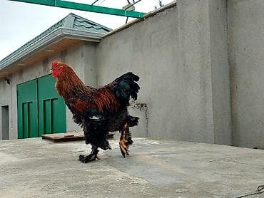 xoruz gence: Brahma cins toyuqlar və xoruzlar 2 - Növ: Brahma (iri bədənli, lələkli — 1