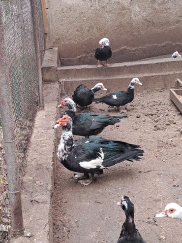 ordek balasi nece gune cixir: Muscovy (indoduk) ördəkləri – qarışıq rənglərdə sürü - Rənglər — 4