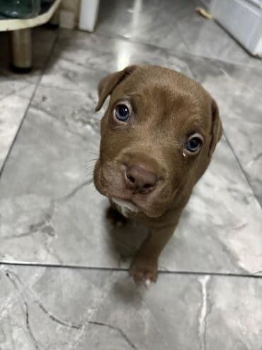 щенок в хорошие руки: 1 месяц — 8