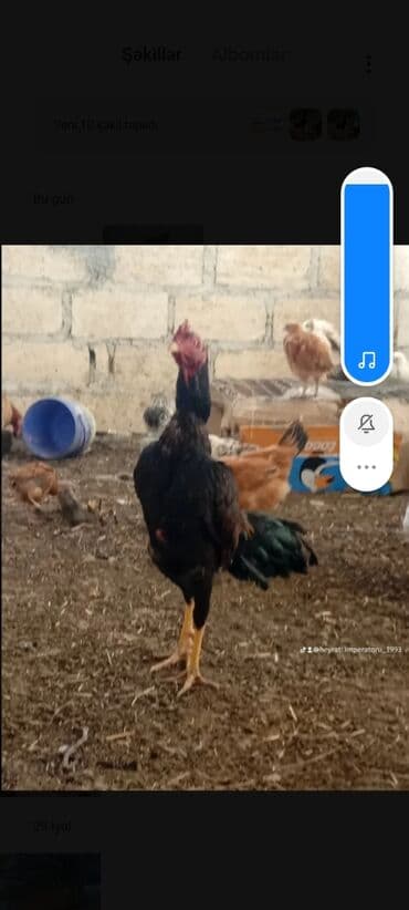 Inəklər, öküzlər: Toyuq, Damazlıq — 3